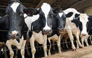 牛奶喝多易致癌！男性前列腺癌風(fēng)險(xiǎn)增加27%，女性乳腺癌風(fēng)險(xiǎn)增加17%