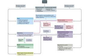 吃藥=運(yùn)動(dòng)？Nature子刊綜述運(yùn)動(dòng)“成藥”靶點(diǎn)及前景
