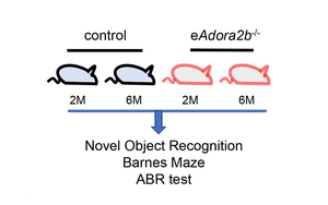 阻止認(rèn)知及聽力衰退，Plo Bio新文給出新思路：血液中的這種蛋白質(zhì)是關(guān)鍵