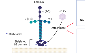Nature子刊：威脅人類健康的兩大“殺手”病毒和癌細(xì)胞，兩強相遇誰會“陣亡”？
