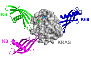 Nature子刊：鎖定“不可成藥靶點”，攻克臭名昭著的癌基因