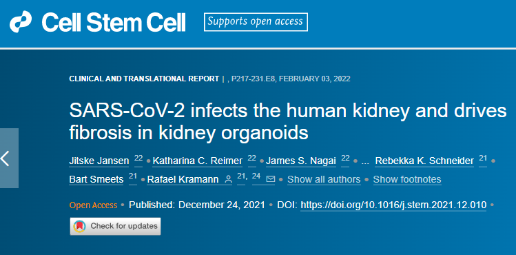 研究發(fā)現(xiàn)新冠病毒可以直接感染腎細胞誘導細胞損傷并隨后發(fā)生纖維化
