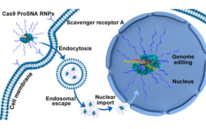 將諾貝爾獎(jiǎng)技術(shù)與治療技術(shù)結(jié)合，克服CRISPR一個(gè)關(guān)鍵限制