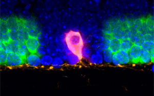 將聚光燈對(duì)準(zhǔn)組織中的細(xì)胞，這樣RNA就可以講述它們的故事！