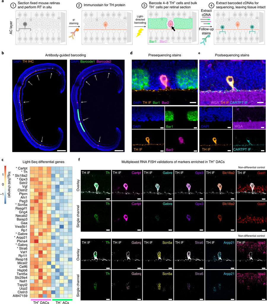 Light Seq用于稀有細(xì)胞轉(zhuǎn)錄組學(xué)