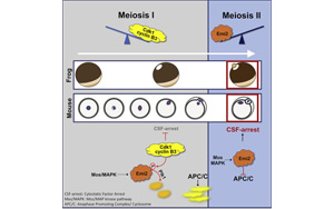 在正確的時刻停了下來：破譯減數(shù)分裂關(guān)鍵步驟的分子機(jī)制
