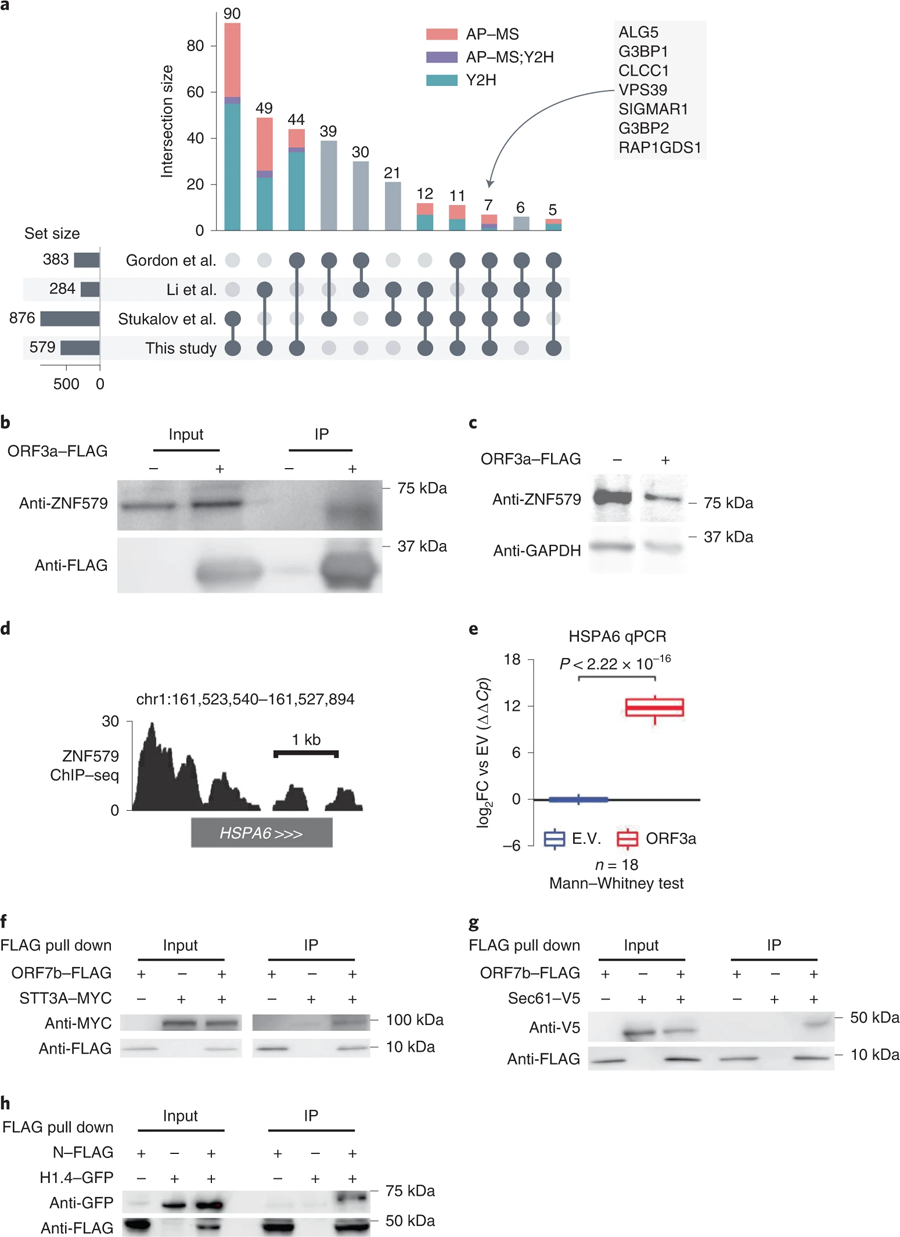 N相互作用組的特征和新冠病毒-人類蛋白質(zhì)交互作用的驗(yàn)證