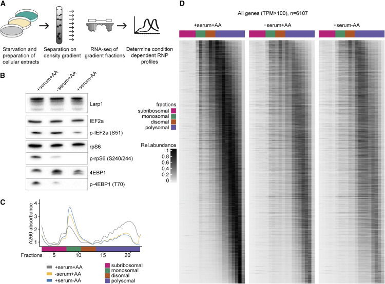 饑餓對轉譯效率和mRNA豐度的全面影響