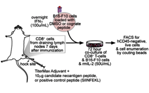 Cell發(fā)文提出腫瘤治療新方向：藥物干預(yù)RNA剪接可增強腫瘤免疫