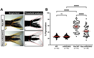 免疫細(xì)胞的重新編程被證明可以對(duì)抗黑色素瘤