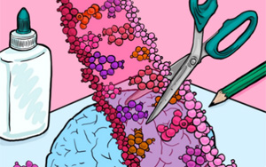 Cell Rep：隨著個(gè)體年齡的增長(zhǎng)，大腦中RNA編輯的速度是如何增加的