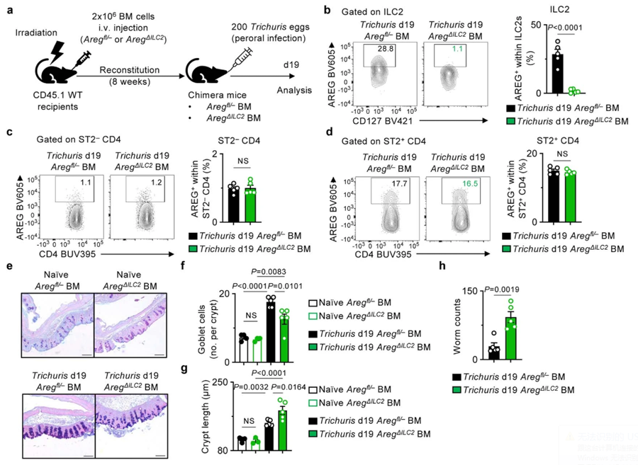 骨髓嵌合體小鼠在毛癬菌感染期再現(xiàn)了AregΔILC2小鼠的表型