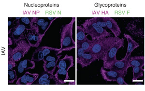 首次發(fā)現(xiàn)人肺細(xì)胞中形成的“雜交”病毒！更易感且可逃避免疫系統(tǒng)