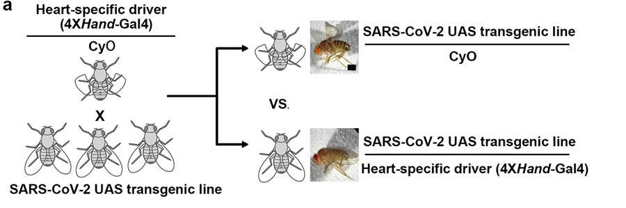 遺傳篩選示意圖，通過心臟病理學識別特定的SARS-CoV-2基因