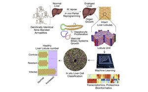 研究發(fā)現(xiàn)，古老的疾病有可能使肝臟再生？！