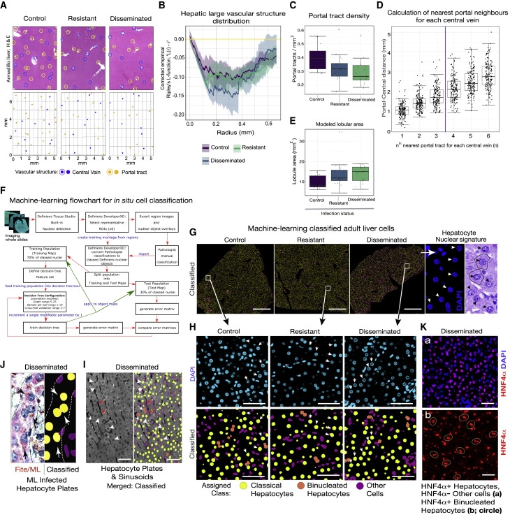 細(xì)菌誘導(dǎo)的體內(nèi)肝器官生長維持正常的肝小葉和血管微結(jié)構(gòu) 細(xì)菌誘導(dǎo)的體內(nèi)肝器官生長維持正常的肝小葉和血管微結(jié)構(gòu)