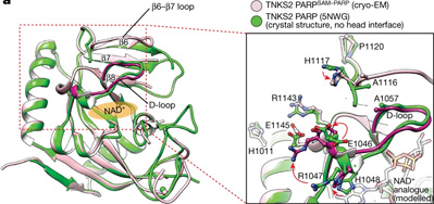 利用獲得諾貝爾獎(jiǎng)技術(shù)，Nature新研究揭示了一種涉及廣泛細(xì)胞過(guò)程的關(guān)鍵蛋白質(zhì)機(jī)制