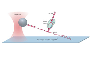 解答CRISPR技術(shù)核心問題：如何微調(diào)Cas蛋白質(zhì)對(duì)DNA的控制