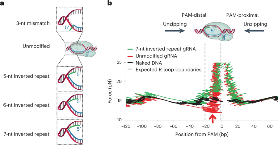 結(jié)合dCas復(fù)合物的轉(zhuǎn)錄讀取的定量測定 結(jié)合dCas復(fù)合物的轉(zhuǎn)錄讀取的定量測定