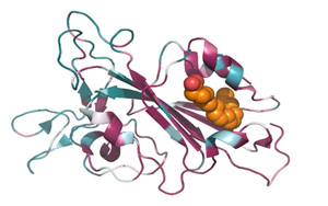 能一勞永逸解決從SARS到Omicron乃至未來變種？發(fā)現(xiàn)致命冠狀病毒共同特征！