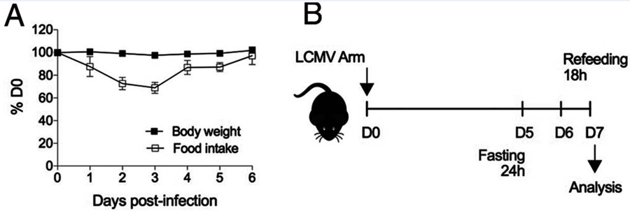 感染期間減少喂養(yǎng)會減少脾淋巴細胞數(shù)量 感染期間減少喂養(yǎng)會減少脾淋巴細胞數(shù)量