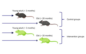 延長(zhǎng)壽命不等于延緩衰老，Nature子刊對(duì)三種抗衰老療法提出質(zhì)疑
