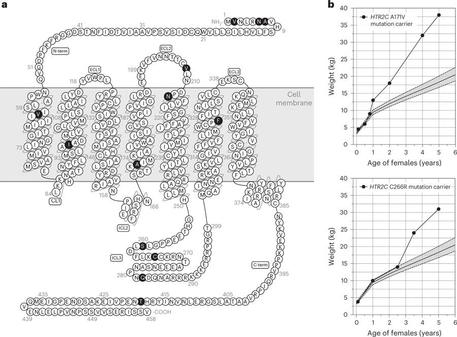 嚴(yán)重肥胖人群中發(fā)現(xiàn)的影響5-HT2CR的罕見變異 嚴(yán)重肥胖人群中發(fā)現(xiàn)的影響5-HT2CR的罕見變異