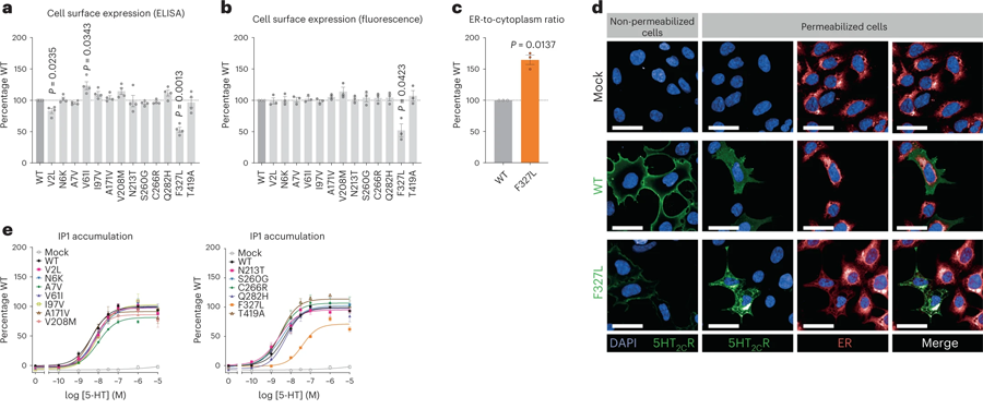 編碼5-HT2CR的基因中的人類變體導(dǎo)致細胞功能喪失 編碼5-HT2CR的基因中的人類變體導(dǎo)致細胞功能喪失