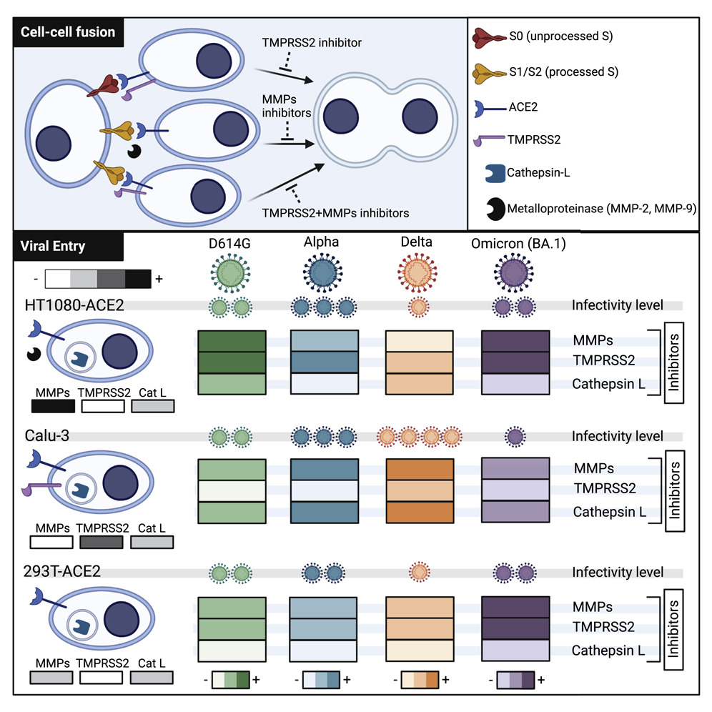 細(xì)胞融合和病毒入侵路徑 細(xì)胞融合和病毒入侵路徑