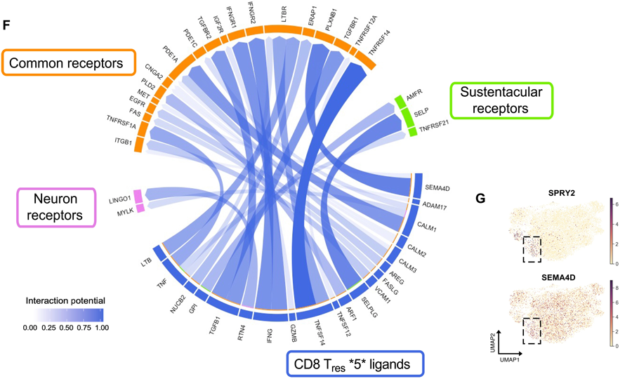 新冠肺炎急性后遺癥嗅覺(jué)粘膜下丘樣品中富集了特定的T細(xì)胞亞群 新冠肺炎急性后遺癥嗅覺(jué)粘膜下丘樣品中富集了特定的T細(xì)胞亞群