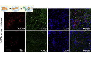 細(xì)胞編程，再現(xiàn)人類(lèi)細(xì)胞獨(dú)特特征的神經(jīng)網(wǎng)絡(luò)