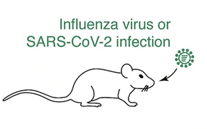 《Cell》發(fā)現(xiàn)免疫系統(tǒng)的“武器研發(fā)實(shí)驗(yàn)室”
