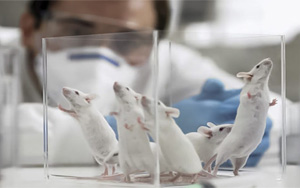 PNAS：最新發(fā)現(xiàn)！常見的甜味劑阿斯巴甜或與焦慮癥發(fā)生直接相關(guān)