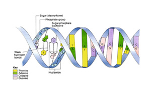 核苷酸類產(chǎn)品在生化診斷中的應用