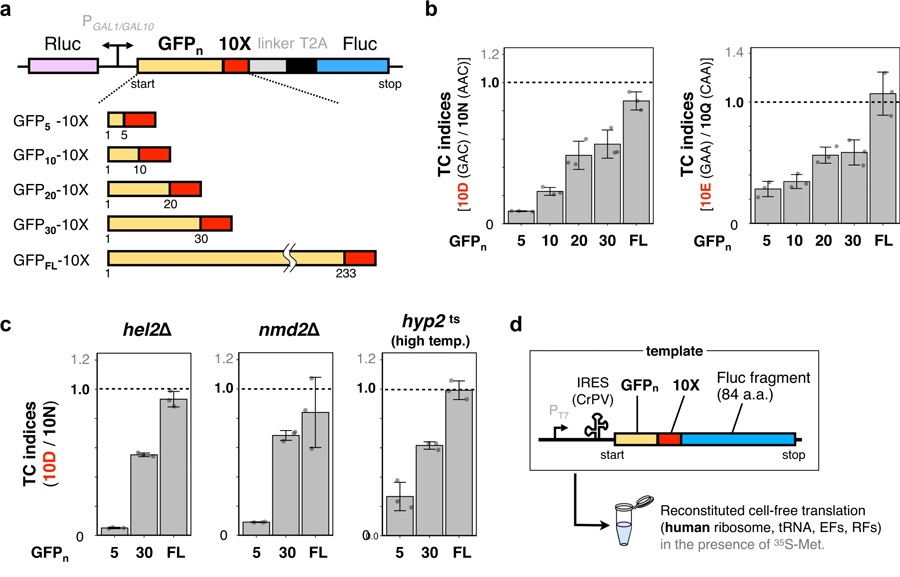 N末端區(qū)域中連續(xù)帶負(fù)電荷的氨基酸過(guò)早終止翻譯