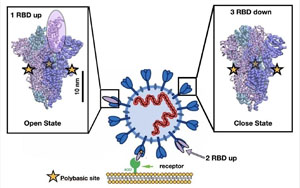 Nature最新研究找到新冠病毒的弱點！