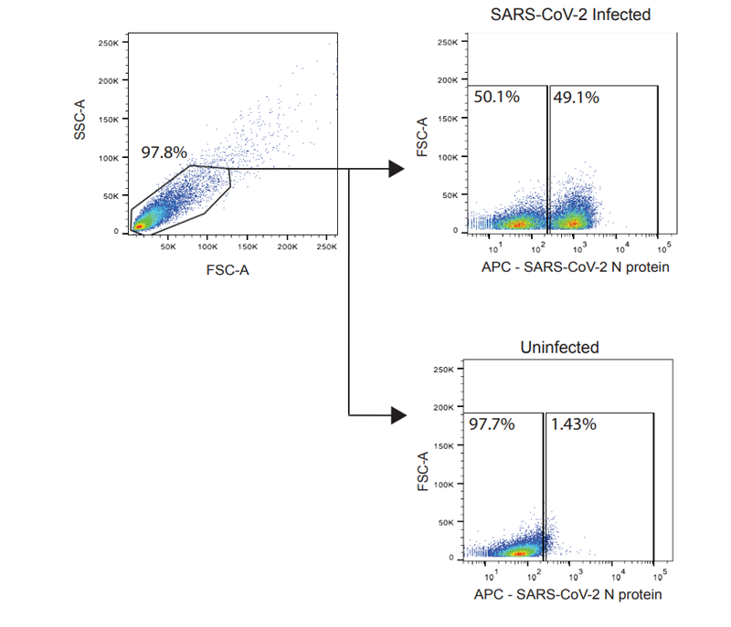 通過流式細胞術檢測SARS-CoV-2感染細胞的門控策略 通過流式細胞術檢測SARS-CoV-2感染細胞的門控策略
