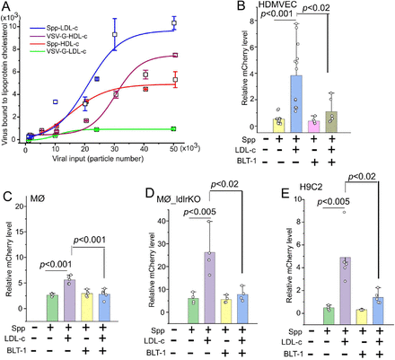 LDL-c增強(qiáng)Spp進(jìn)入細(xì)胞的能力可被SR-B1抑制劑BLT-1阻斷