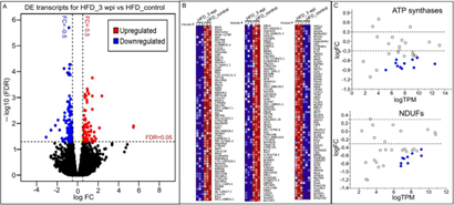 施用Spp病毒誘導(dǎo)HFD小鼠心臟轉(zhuǎn)錄組長(zhǎng)期變化