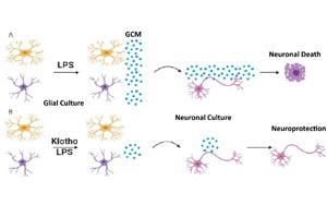 26年前發(fā)現(xiàn)的抗衰老蛋白可以對抗炎癥，避免神經(jīng)元死亡