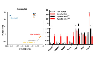帕金森治療有望！科學(xué)家在小鼠四肢中發(fā)現(xiàn)“超快”肌肉纖維