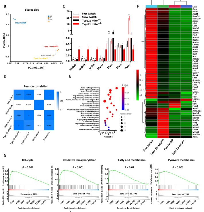 空間轉(zhuǎn)錄組學顯示2B mitohigh肌纖維具有EOM的特性 空間轉(zhuǎn)錄組學顯示2B mitohigh肌纖維具有EOM的特性