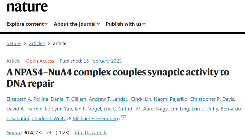 研究發(fā)現(xiàn)了神經(jīng)元中存在著一種獨特的DNA修復機制 研究發(fā)現(xiàn)了神經(jīng)元中存在著一種獨特的DNA修復機制