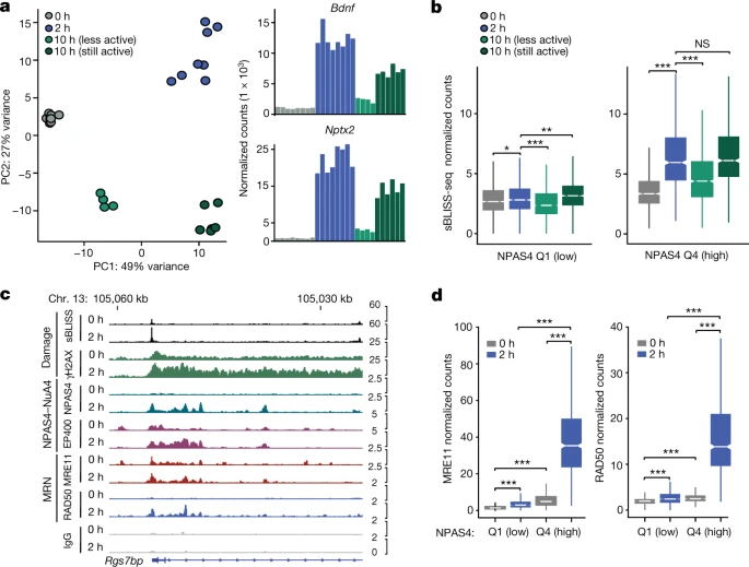 NPAS4-NuA4結(jié)合位點隨著可誘導轉(zhuǎn)錄的消退進行DNA修復 NPAS4-NuA4結(jié)合位點隨著可誘導轉(zhuǎn)錄的消退進行DNA修復