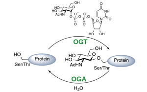 《PNAS》科學(xué)家解開(kāi)細(xì)胞存活之謎