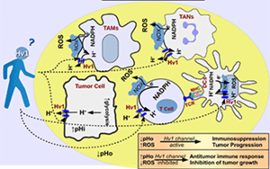 Nature子刊：能抗癌、抗感染，還能讓“造人”更順利，血液中的這種蛋白厲害了！