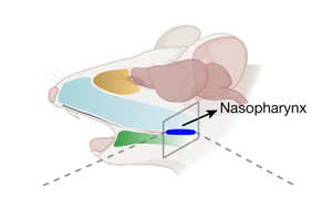 《Nature》甲流當(dāng)季，大腦如何感知感染以及“布洛芬”沒(méi)效果的原因？