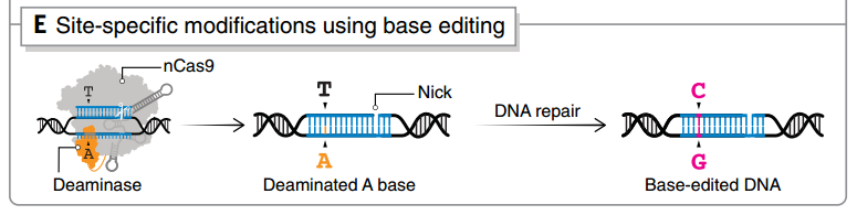 單堿基編輯技術(shù)之一base-editing的原理 單堿基編輯技術(shù)之一base-editing的原理