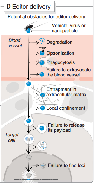 CRISPR 遞送過(guò)程 CRISPR 遞送過(guò)程