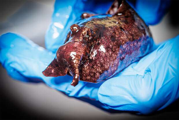 Checco手持加利福尼亞海兔，一種海蛞蝓